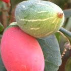 ivy gourd
