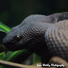 Shore Pit Viper 