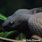 Shore Pit Viper 