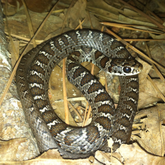 Northern black racer juvenile project noah