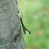 bark mantis