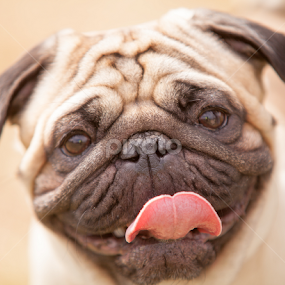 Embrace the Wrinkles by Melanie Ayers Wells-Photography - Animals - Dogs Portraits