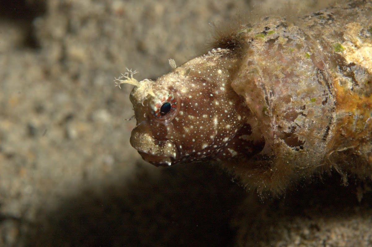 Leopard Blenny