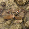 Red-eyed Crab