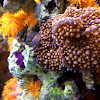 Tail spot blenny