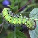 Emperor moth caterpillar