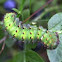 Emperor moth caterpillar