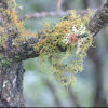 Fruticose Lichen