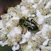 ornate checkered beetle