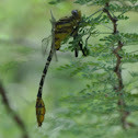 Sulpher-tipped Clubtail