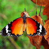 Butterfly2014-2 by Asif Bora -  