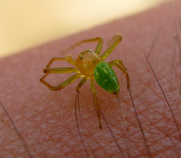 Green Crab Spider | Project Noah