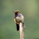 Volcano Hummingbird (male)