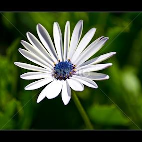 Blue-eyed Daisy by Vincent Albert - Flowers Single Flower