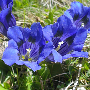 Wild Flowers.apk 15.05.21