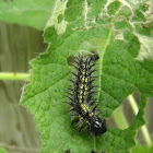 painted lady caterpillar