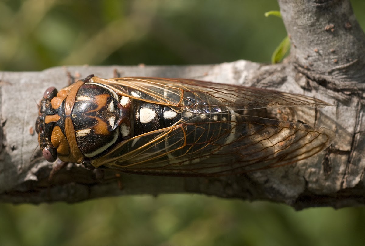 Grand Western Cicada
