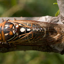 Grand Western Cicada