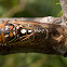 Grand Western Cicada