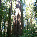 Coast redwood