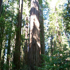 Coast redwood