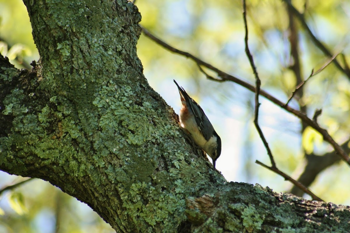White Breasted Nuthatch 