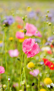 鮮花動態桌布(圖3)-速報App
