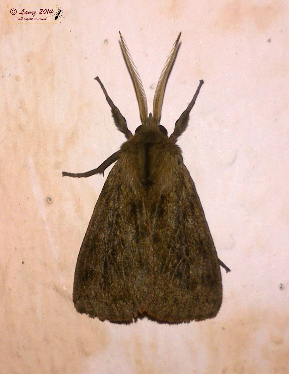 Erebid Moth (♀)