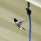 Black-Chinned Hummingbird