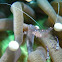 Commensal Shrimp