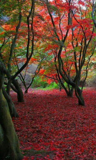 免費娛樂App|300 Autumn Tree Free Pictures|阿達玩APP