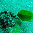 Yellow Boxfish (Juvenile)