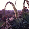 Swans neck agave, lions tail, foxtail