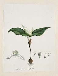 Androcymbium capense (L.) Krause.