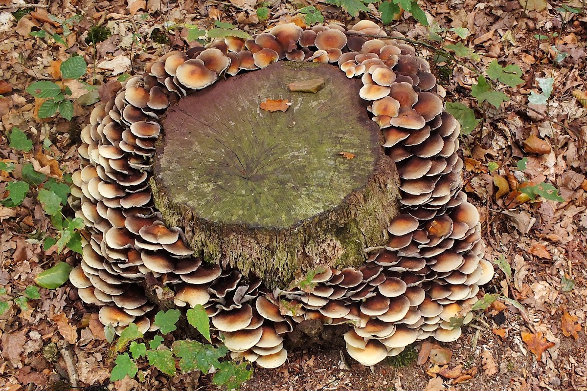 Common stump brittlestem