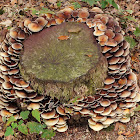 Common stump brittlestem