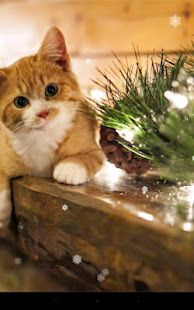 Xmas Cat Live Wallpaper(圖4)-速報App