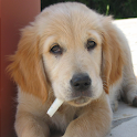 Dogs Spot the Difference logo
