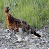 Willow Ptarmigan (male breeding plumage)