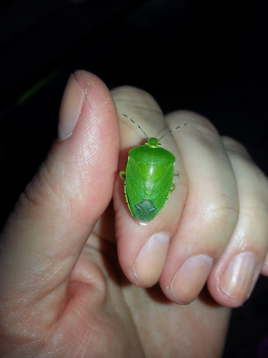 Green Stink bug