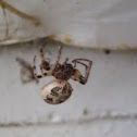 Unknown Spider