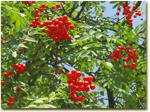 Mountain ash