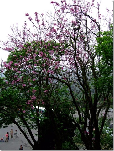 DSCF0735