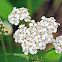 Yarrow