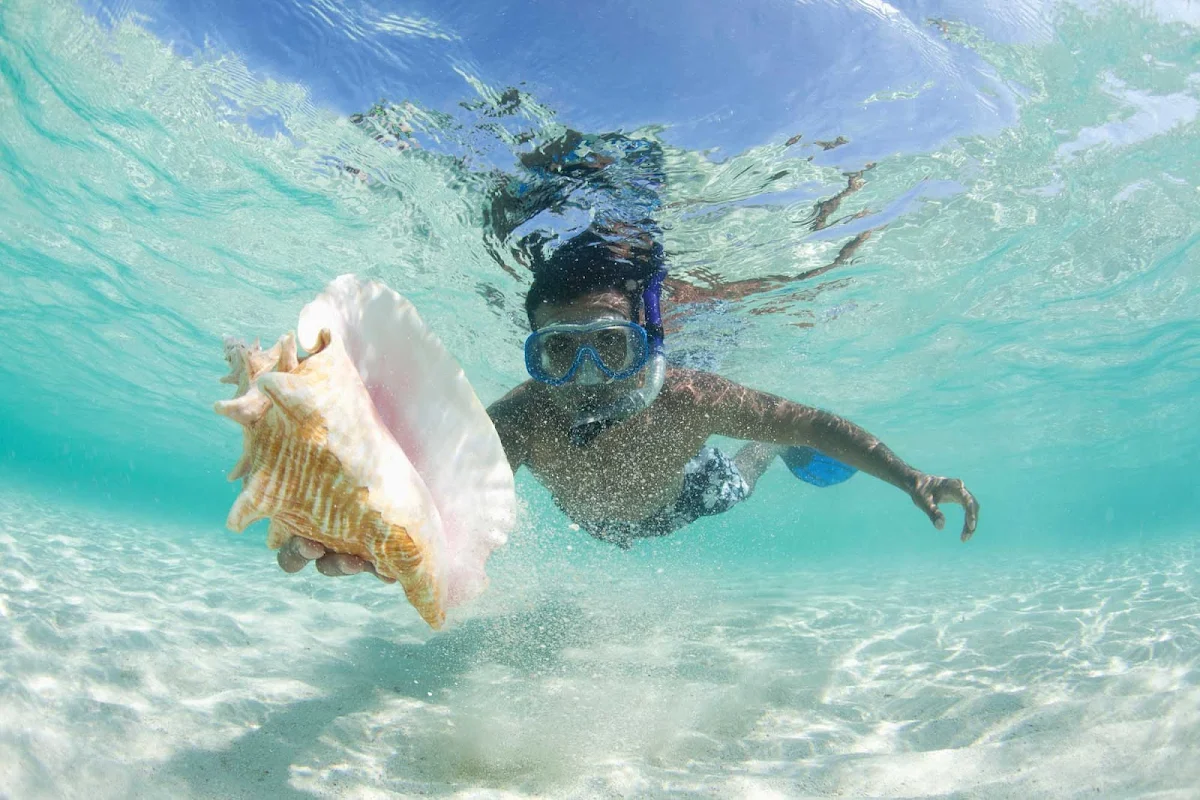 Caribbean-beach-snorkel-seashell - Book passage on Norwegian Cruise Lines and explore the underwater wonders of the Caribbean islands.