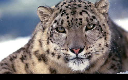 Leopard Live Wallpaper(圖5)-速報App