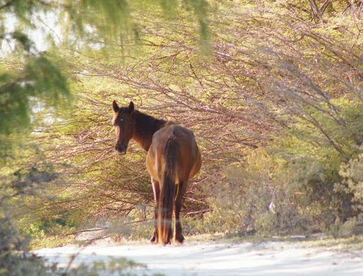 horse-grand-turk - Grand Turk is one of those places where horses, burros and donkeys roam free.