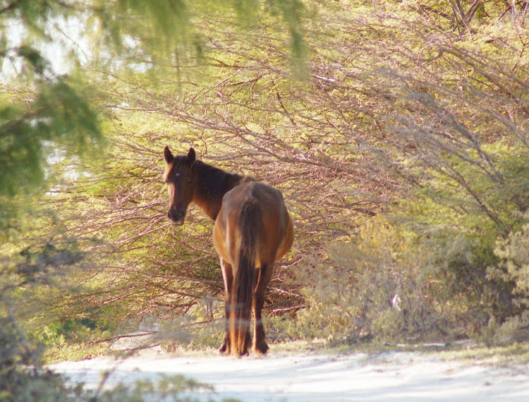 Grand Turk is one of those places where horses, burros and donkeys roam free.