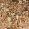 Red-tailed Pipe Snake