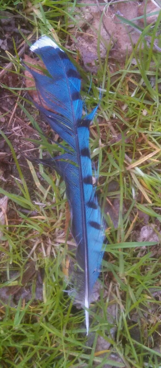 Blue Jay Feather